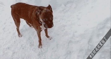 囧雷傻缺GIF图系列144(5)