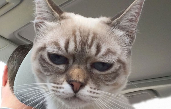 “不耐烦猫”酸菜搞笑图赏(13)