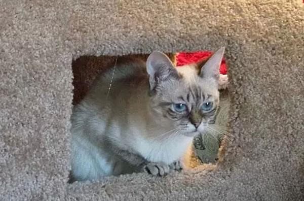 “不耐烦猫”酸菜搞笑图赏(14)