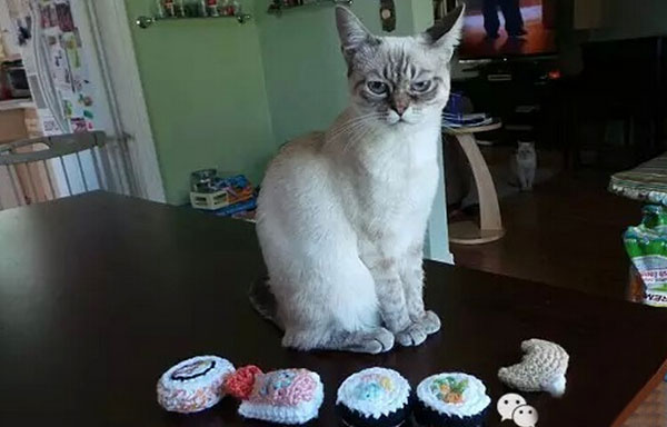 “不耐烦猫”酸菜搞笑图赏(12)