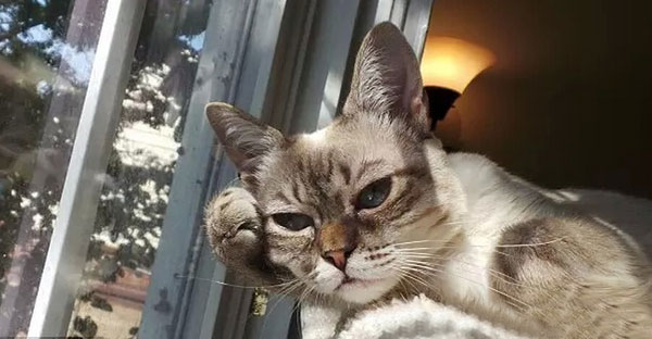 “不耐烦猫”酸菜搞笑图赏(10)