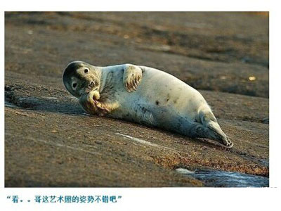 那些神一样的配文搞笑图片2(5)