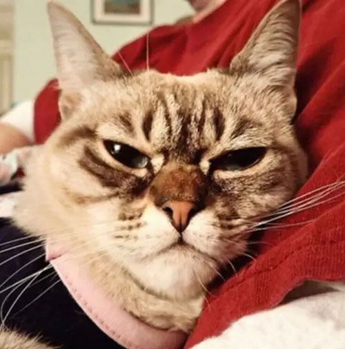 “不耐烦猫”酸菜搞笑图赏(8)