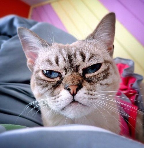 “不耐烦猫”酸菜搞笑图赏(2)