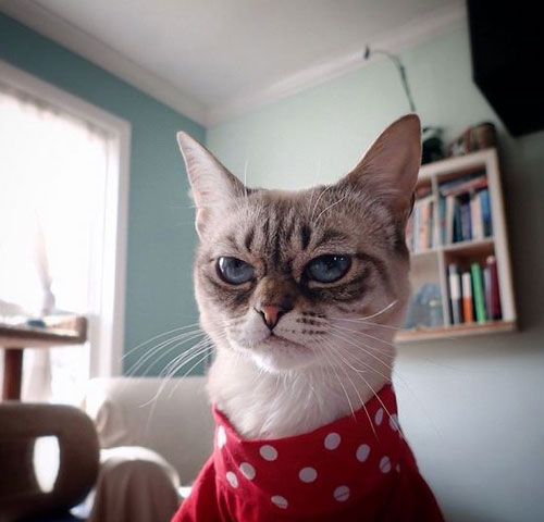 “不耐烦猫”酸菜搞笑图赏(4)