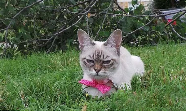 “不耐烦猫”酸菜搞笑图赏(15)