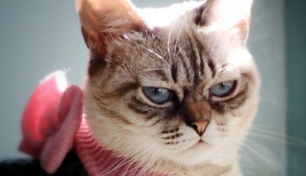 “不耐烦猫”酸菜搞笑图赏(6)