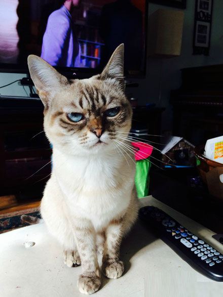 “不耐烦猫”酸菜搞笑图赏(5)