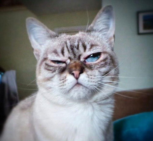 “不耐烦猫”酸菜搞笑图赏(7)