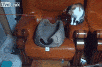 囧雷傻缺GIF图系列142(14)