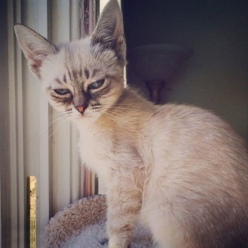 “不耐烦猫”酸菜搞笑图赏(3)