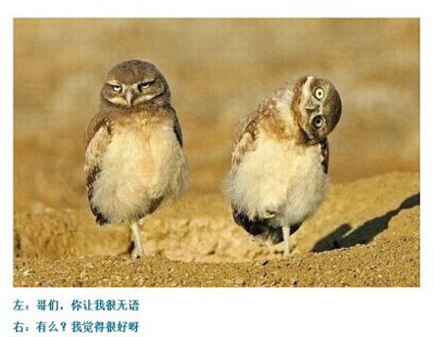 那些神一样的配文搞笑图片2(6)