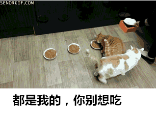 霸气侧漏的喵星人搞笑GIF(6)