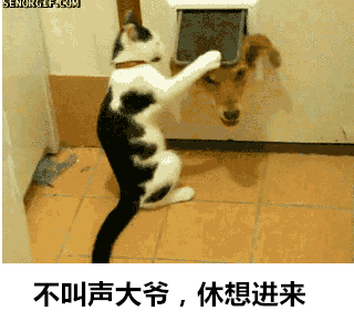 霸气侧漏的喵星人搞笑GIF(3)