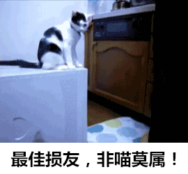 霸气侧漏的喵星人搞笑GIF(5)