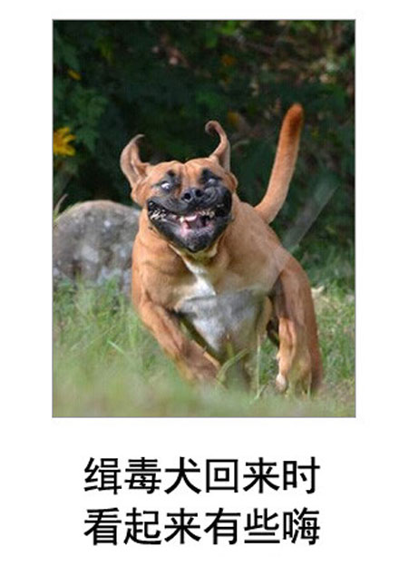 微博恶搞日式冷吐槽第四十九弹(11)