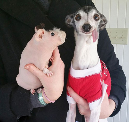 吐舌汪星人Zappa呆萌图赏(6)