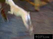 逗比萌宠之百兽之王老虎搞笑GIF(6)