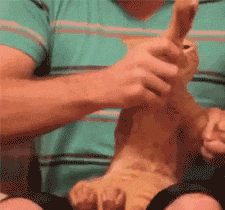 逗比萌宠和二货主人日常搞笑GIF(4)