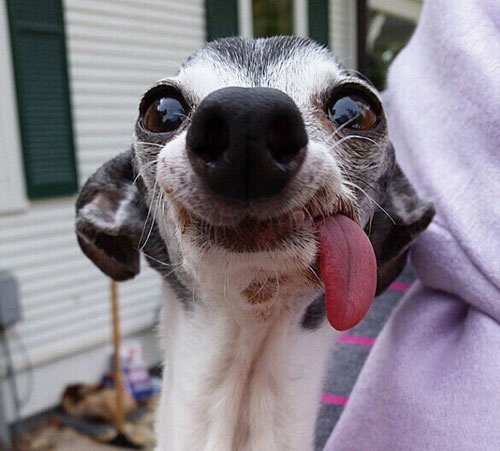 吐舌汪星人Zappa呆萌图赏(9)