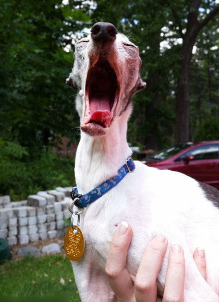 吐舌汪星人Zappa呆萌图赏(8)