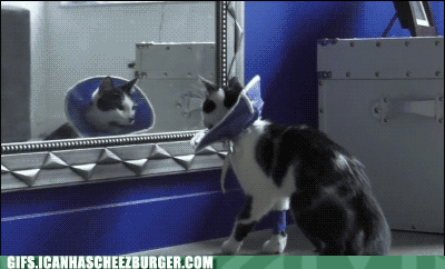 动物们被吓尿后的爆笑反应GIF(5)