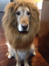 逗比萌宠和二货主人日常搞笑GIF(8)