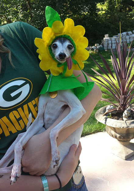 吐舌汪星人Zappa呆萌图赏(5)