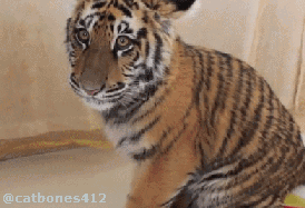 逗比萌宠之百兽之王老虎搞笑GIF