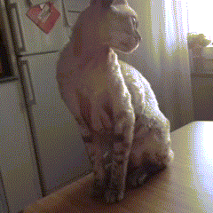 拒绝主人亲吻的傲娇萌宠GIF(8)