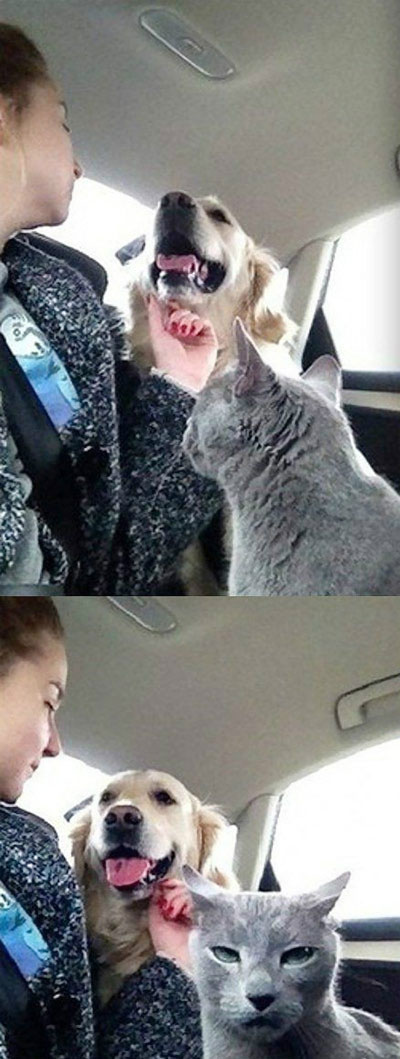 全球趣图精选第65弹(10)