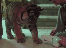 逗比萌宠之百兽之王老虎搞笑GIF(9)