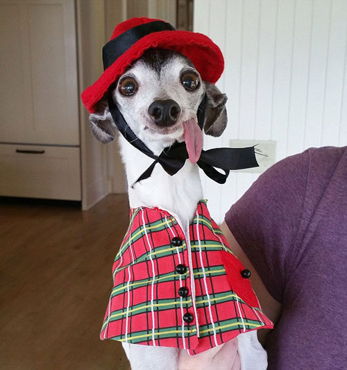 吐舌汪星人Zappa呆萌图赏(3)