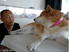 拒绝主人亲吻的傲娇萌宠GIF(3)