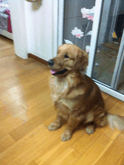 逗比萌宠和二货主人日常搞笑GIF(7)