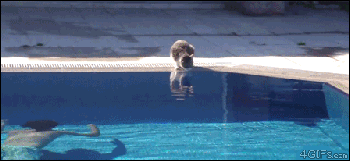 动物们被吓尿后的爆笑反应GIF