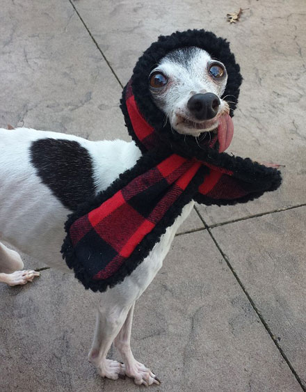 吐舌汪星人Zappa呆萌图赏(7)