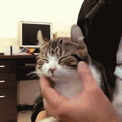 逗比萌宠和二货主人日常搞笑GIF(2)