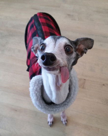 吐舌汪星人Zappa呆萌图赏(11)