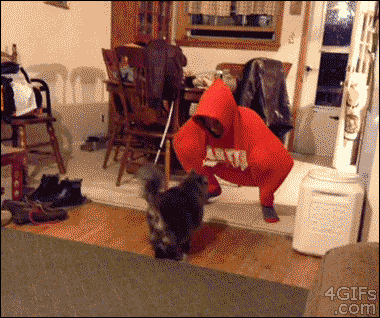 逗比萌宠和二货主人日常搞笑GIF(6)