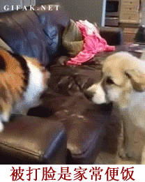 男人婚后的生活日常搞笑GIF(7)