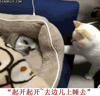 男人婚后的生活日常搞笑GIF(8)