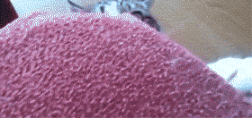 喵星人发现自己被偷拍时的神反应GIF(3)