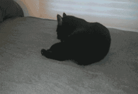 喵星人发现自己被偷拍时的神反应GIF(5)