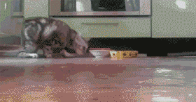 喵星人发现自己被偷拍时的神反应GIF(6)