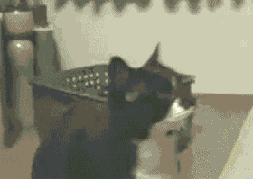 喵星人发现自己被偷拍时的神反应GIF(9)