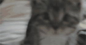 喵星人发现自己被偷拍时的神反应GIF(8)