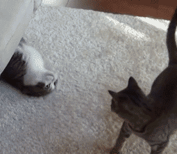 深井冰的喵星人搞笑GIF(9)