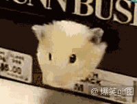 当二货萌宠被卡住时搞笑GIF(3)