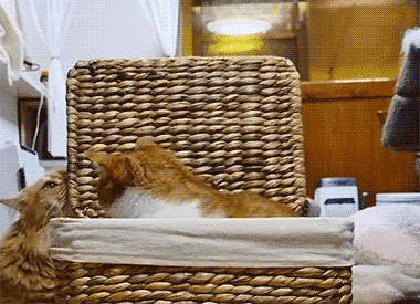 深井冰的喵星人搞笑GIF(7)